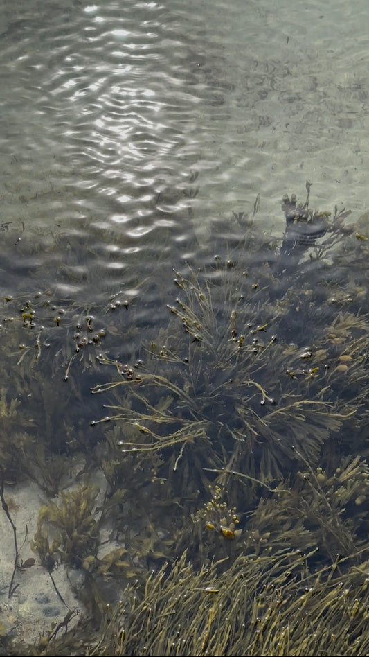 Balsam Seaweed - Salt air drifting through evergreen forest